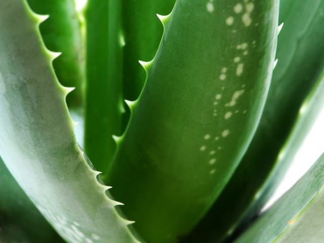 Aloe vera sain : feuilles vert franc, charnues et fermes, sans jaunissement