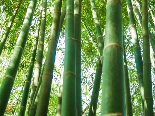 Bosquet de bambous vigoureux, bien contenu.