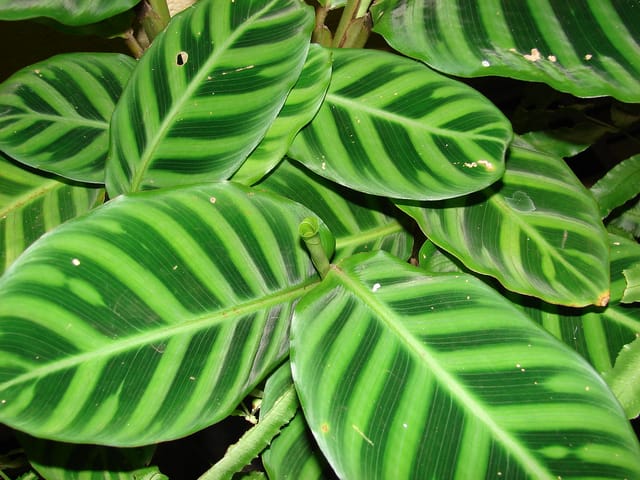 Calathea sain : feuilles bien déployées, vert vif et rayures nettes.