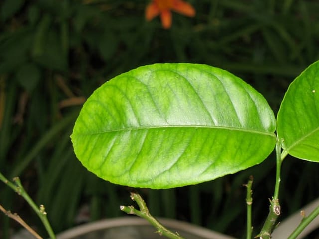 Feuillage de citronnier sain, vert et brillant.