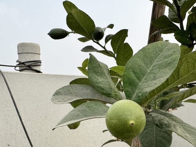 Citronnier au feuillage vert foncé et jeune fruit en formation.