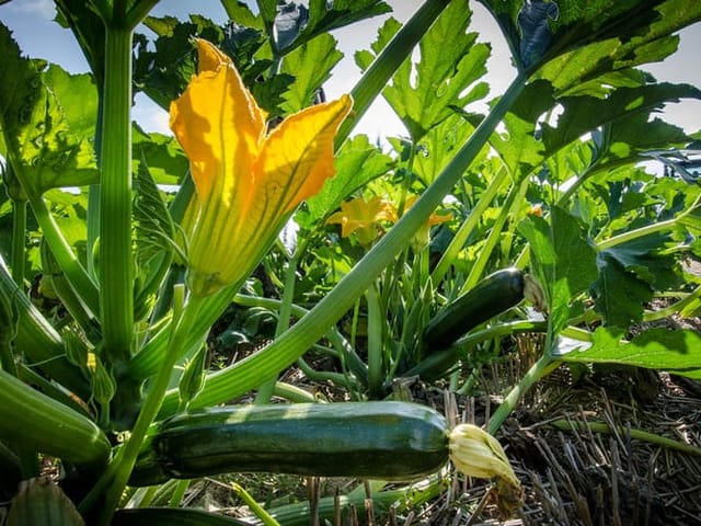 Pied de courgette sain : fleur jaune et fruit bien formé.