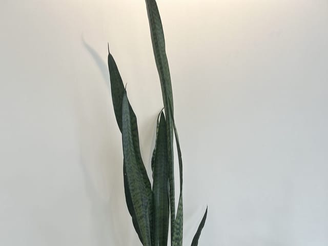 Dracaena (sansevière) en pleine santé, feuillage vert intact