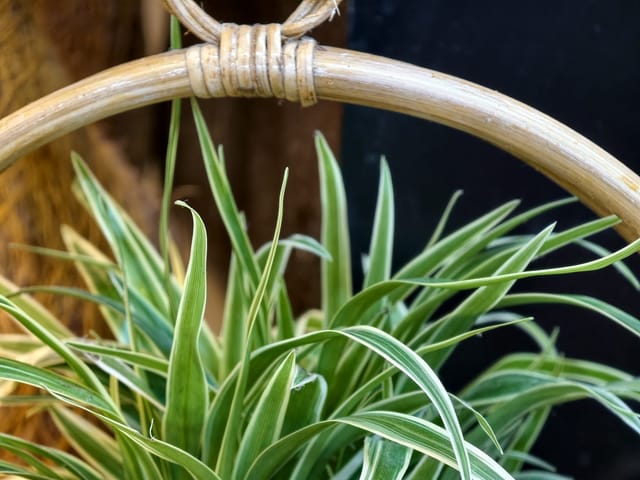 Plante d'intérieur (chlorophytum) au feuillage vert et vigoureux, sans symptôme