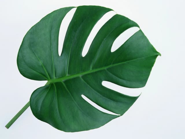 Plante saine