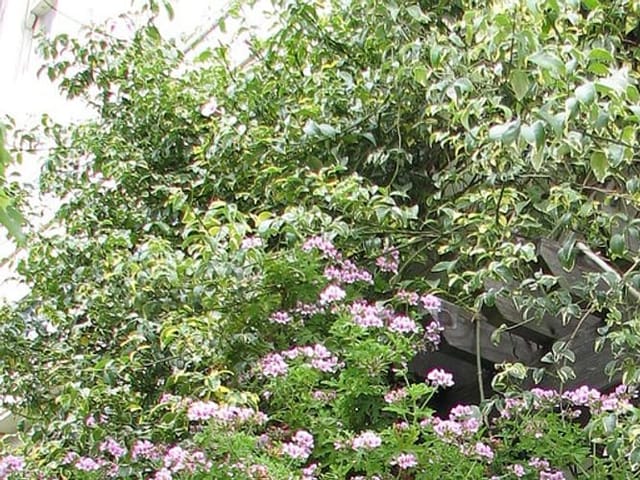 Pélargoniums en pleine santé : feuillage vert dense et floraison abondante.