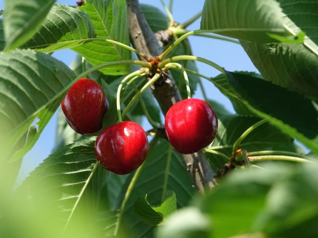 Cerises rouges saines, brillantes, au feuillage vert vigoureux