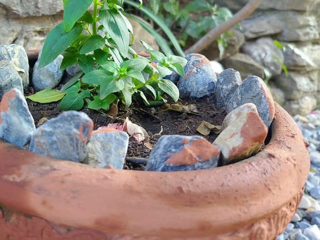 Plante d'intérieur en pot, terreau sain.
