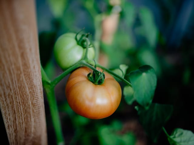 Pied de tomate sain, feuillage vert et fruit sans aucun symptôme