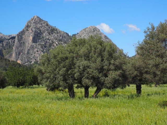 Plante saine