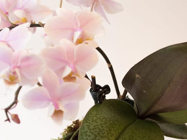 Phalaenopsis en fleurs, aux racines fermes et vertes.