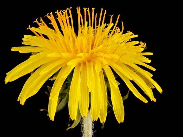 Pissenlit sain : fleur jaune vive et feuillage vert dans l'herbe.
