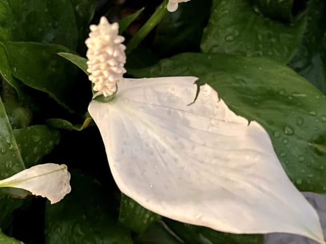 Spathiphyllum sain : feuillage dressé et spathe blanche.