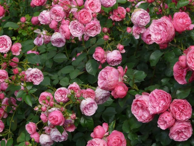 Rosier sain