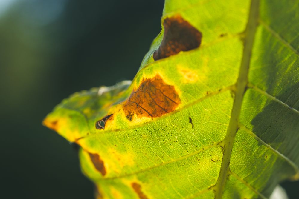 Feuille présentant des taches de maladie