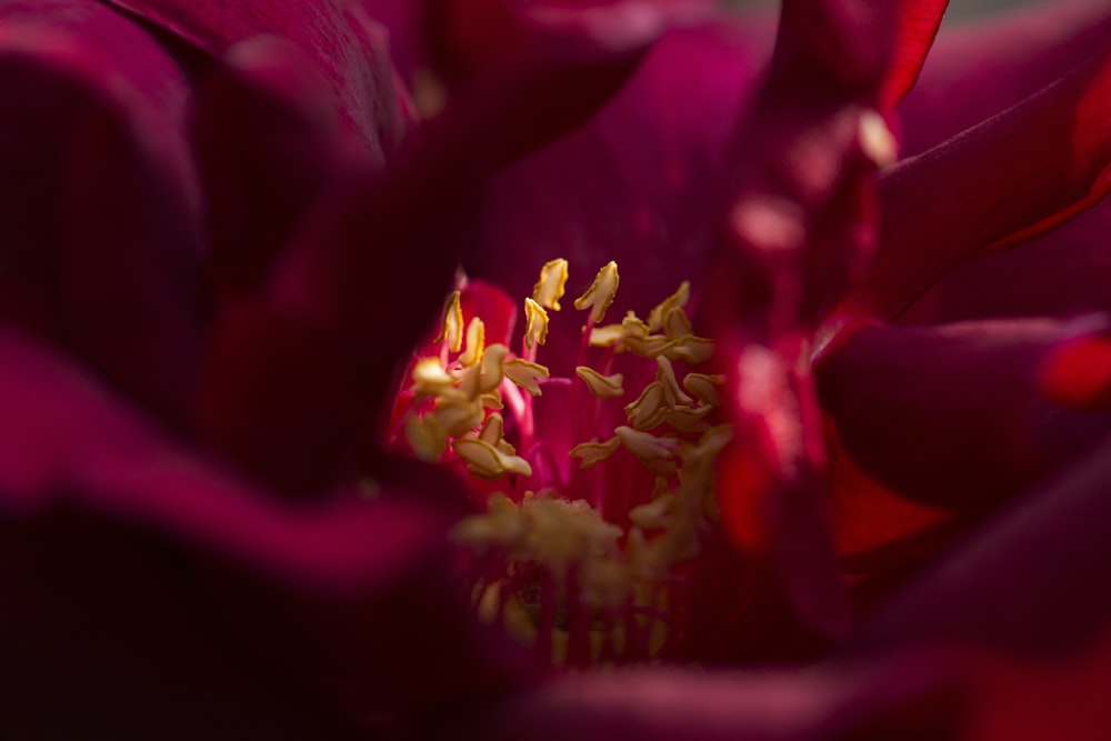 Identifier une plante en la photographiant avec un smartphone