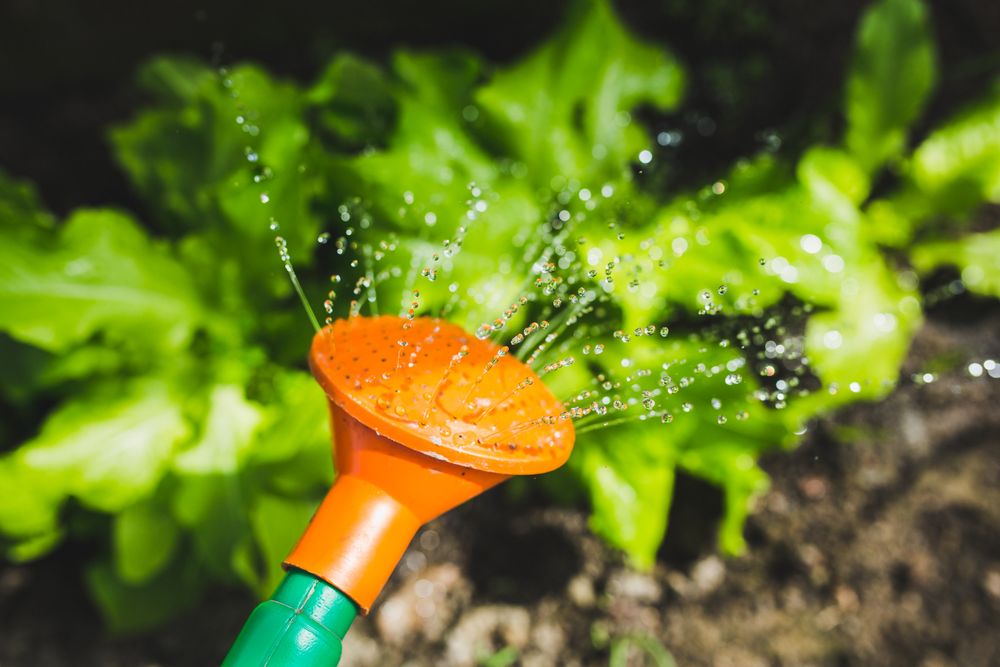 Arrosage des plantes d'un jardin